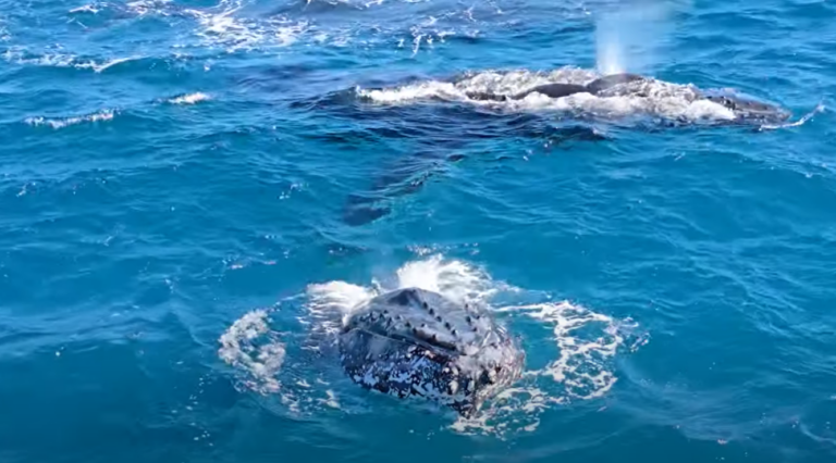 Humpback Whale